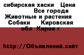 l: сибирская хаски › Цена ­ 10 000 - Все города Животные и растения » Собаки   . Кировская обл.,Киров г.